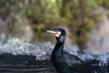 The great cormorant