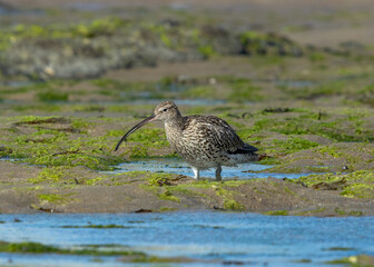 Eurasian curlew