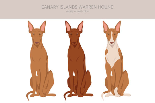 Canary Island Warren hound clipart. Different poses, coat colors set