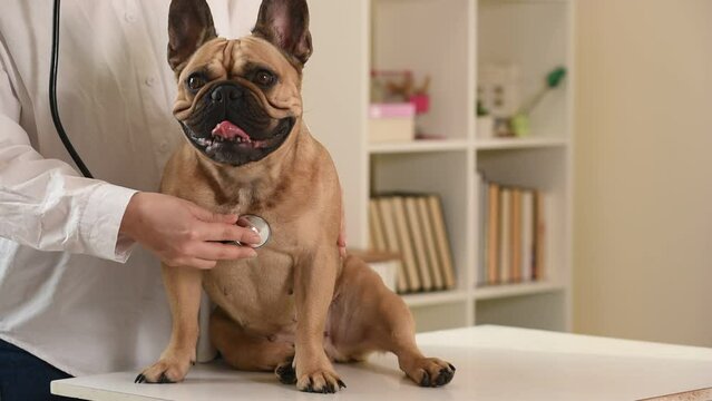 The veterinarian strokes a smiling French bulldog. Pet care