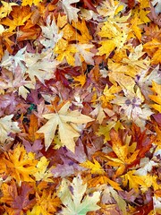 autumn leaves background