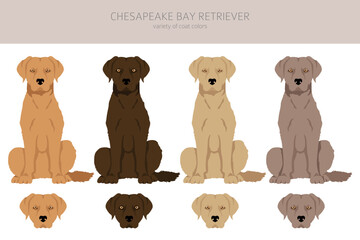 Chesapeake bay retriever clipart. Different poses, coat colors set