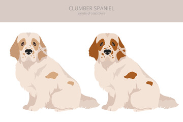 Clumber spaniel clipart. Different poses, coat colors set