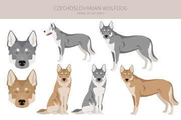 Czechoslovakian wolfdog clipart. Different poses, coat colors set