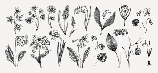 Botanical collection of garden floral plants. Cowslip, bluebell, grape hyacinth, hellebore, fritillary, violet sketches isolated on white background. Vector illustrations of woodland wildflowers - obrazy, fototapety, plakaty