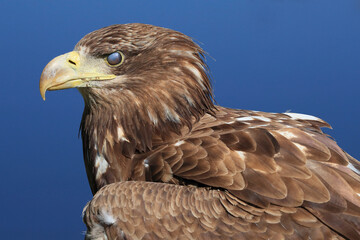 A portrait of a White-tailed Eagle with its translucent eyelid covering its eye
