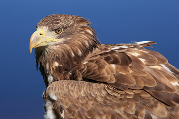 A portrait of a White-tailed Eagle against a blue sky
