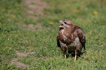 A portrait of a Common Buzzard in a meadow calling out loud
