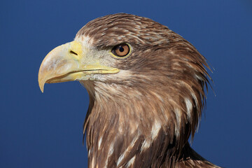 A portrait of a White-tailed Eagle against a blue sky
