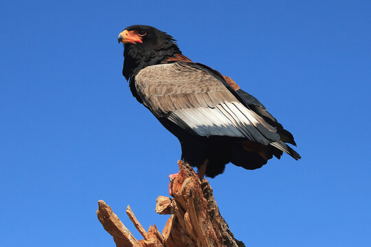 Terathopius Bilder Durchsuchen 2,760 Archivfotos, und