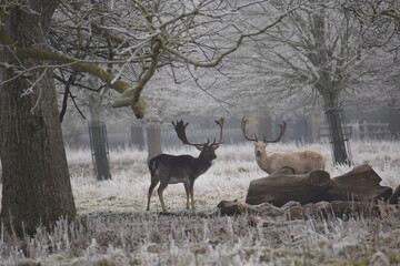 some fallow deer in a field covered in hoar frost