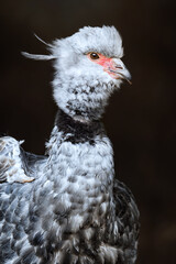 The southern screamer (Chauna torquata)