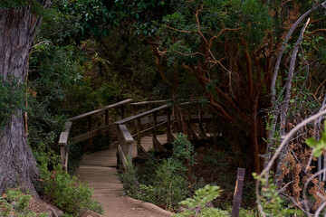Path through the trees of "Los Alerces" National Park