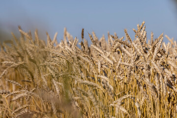 Fototapeta premium an agricultural field where ripe wheat grows