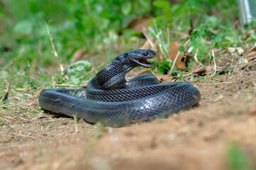 black boiga snake on the ground