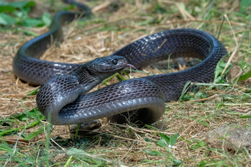 black boiga snake on the ground