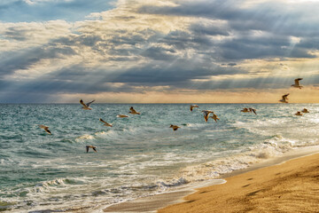 Fototapeta na wymiar Seascape with flying seagulls