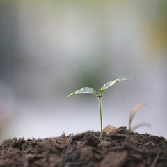 Small young green plants growing with natural lightning