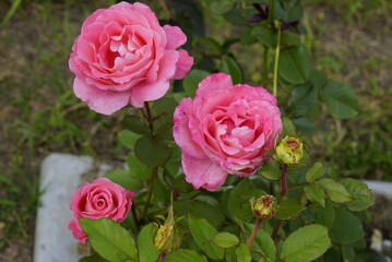 pink rose in garden