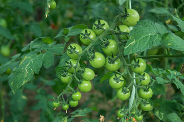 unripe cherry tomatoes in organic garden on a background of greenery. Eco-friendly products, rich harvest. Close up macro