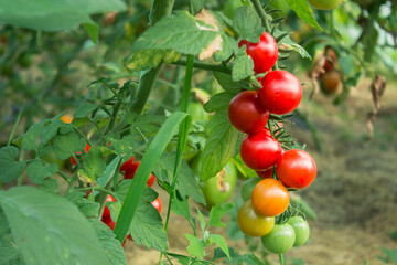 ripe and unripe red cherry tomatoes in organic garden on a blurred background of greenery. Eco-friendly natural products, rich harvest. Copy space for your text. Selective focus. Close up