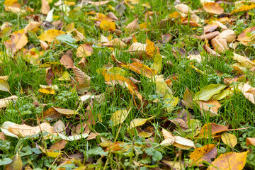 Beautiful yellow foliage of trees on green grass