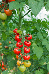 ripe red cherry tomatoes in organic garden on a blurred background of greenery. Eco-friendly natural products, rich harvest.  Selective soft focus. Close up macro