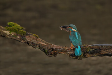 eisvogel, bird, natur, bunt, blau, wild lebende tiere, 