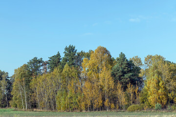 Trees with foliage falling in autumn