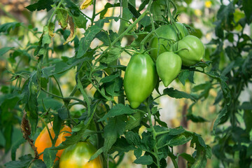 unripe green tomatoes in organic garden on a blurred background. Selective focus. Close up macro