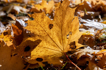 Orange maple foliage lies on the ground