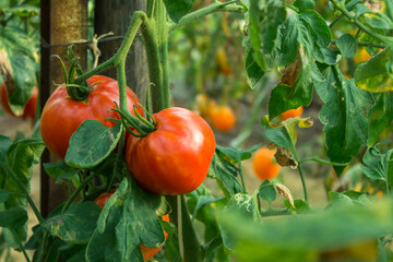 ripe and unripe red tomatoes in organic garden on a blurred background of greenery. Eco-friendly natural products, rich harvest. Selective focus. Close up macro
