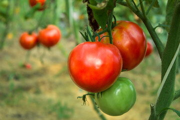ripe and unripe red tomatoes in organic garden on a blurred background of greenery. Eco-friendly natural products, rich harvest. Close up