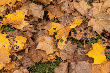 Fallen oak foliage in the autumn season