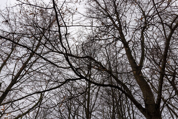 Bare trees in the autumn season