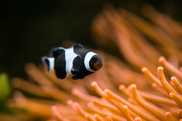 Isolated close-up of a black clown fish