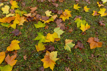 The yellowed foliage of deciduous trees that fell to the ground