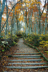 Obraz premium 登山道