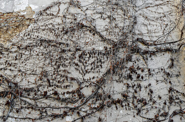 Detail dry ivy on the facade