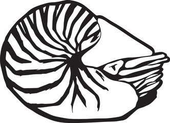 Pen and ink illustration of nautilus