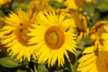 Blooming beautiful sunflowers in the summer