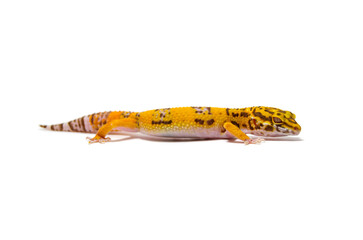 Leopard gecko white background

