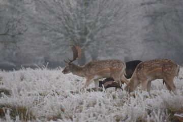 some fallow deer in a field covered in hoar frost
