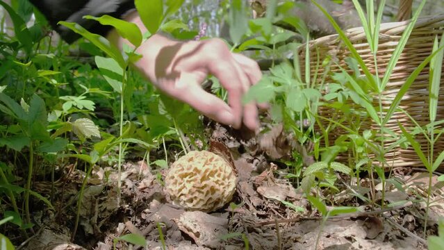 A mushroom picker found a morchella esculenta mushroom in the forest in the spring, cut it off with a knife and put it in a basket. High quality 4k footage