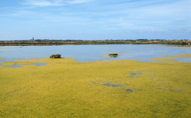 Ruppia maritima, Limu , ruppie, Marais salants, Guerande, 44, Loire Atlantique, France