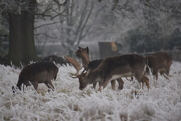 some fallow deer in a field covered in hoar frost