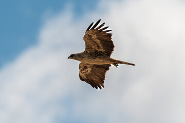 Aigle ravisseur,.Aquila rapax, Tawny Eagle