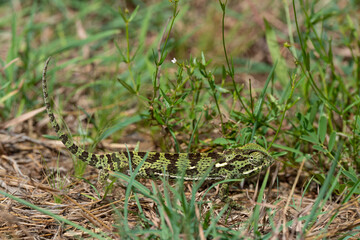 Caméléon d'Afrique, Chamaeleo gracilis, Afrique du Sud