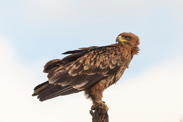 Aigle ravisseur,.Aquila rapax, Tawny Eagle