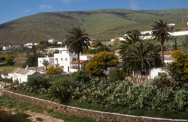 Fototapeta na wymiar cultures, Figuier de Barbarie, Ile de Fuerteventura, Iles Canaries, Espagne